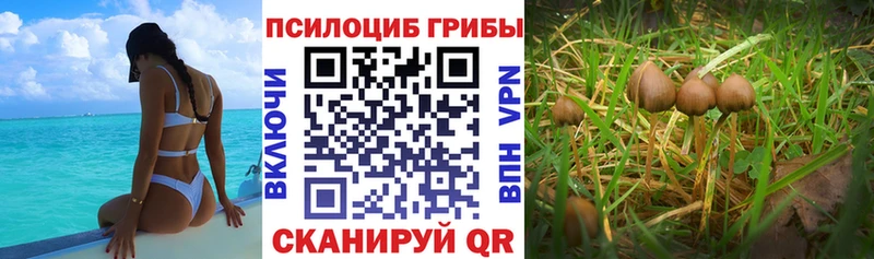 Галлюциногенные грибы Cubensis  Купить где  Белово 